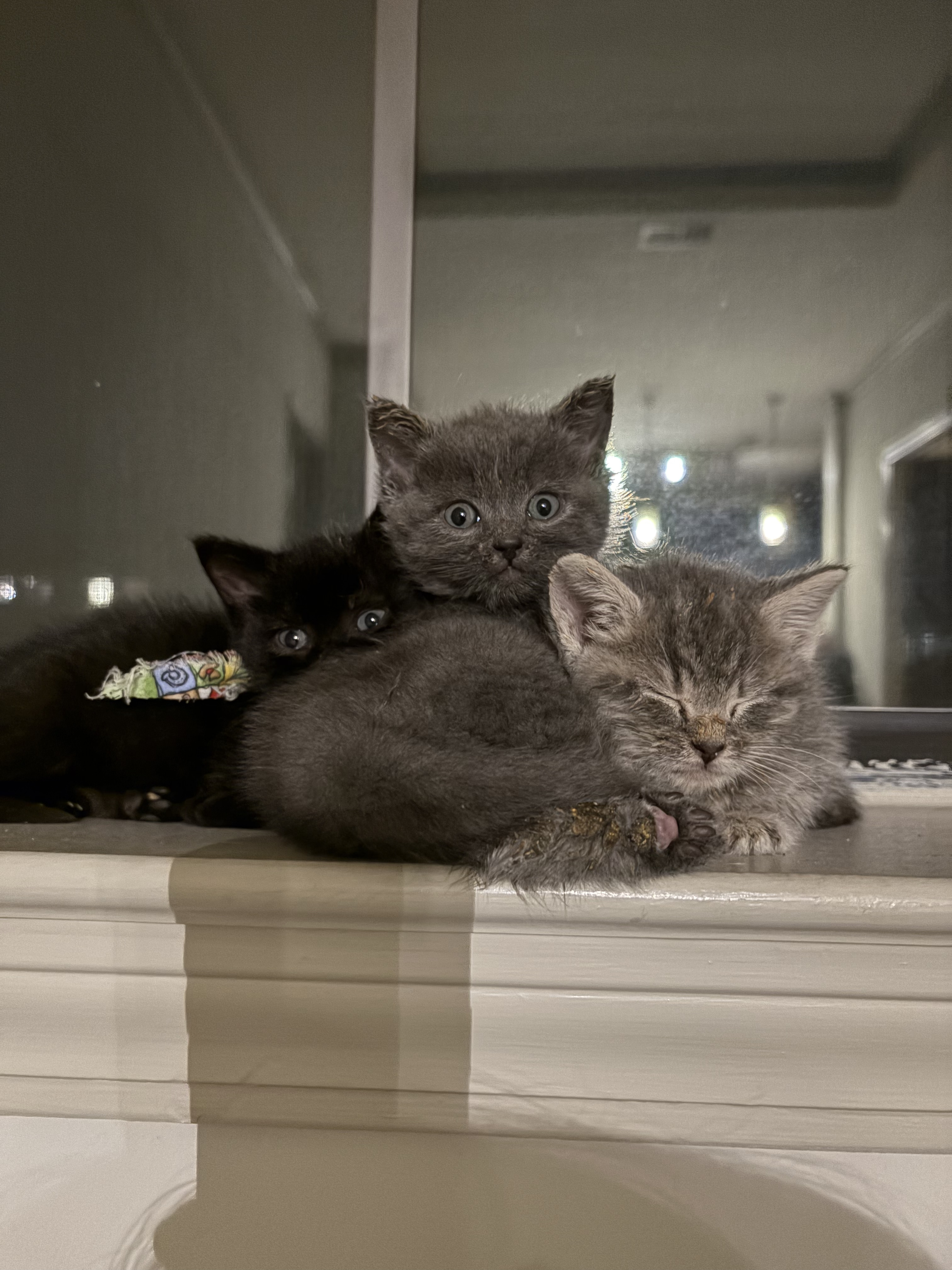 Kitten adoption thumbnail